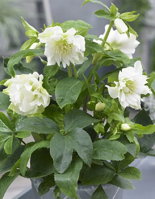 Морозник Дабл Эллен Вайт